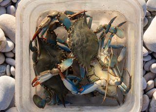 Pour sauver la Méditerranée, nous devons manger du crabe bleu !