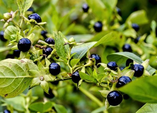 Pourquoi ces plantes sont-elles interdites dans certains pays (... ou devraient l'&ecirc;tre) ?