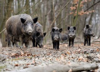 Pourquoi ces sangliers californiens ont-ils la chair bleue ? 