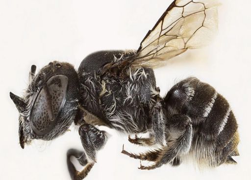Insolite : pourquoi cette nouvelle espèce d'abeille a-t-elle été baptisée "Abeille Lucifer" ?