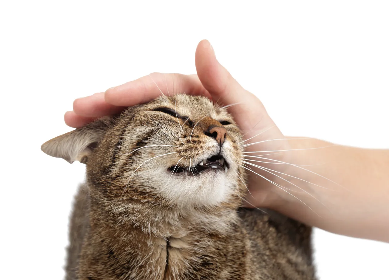 surprising!  Science finally reveals the reason why domestic cats purr!