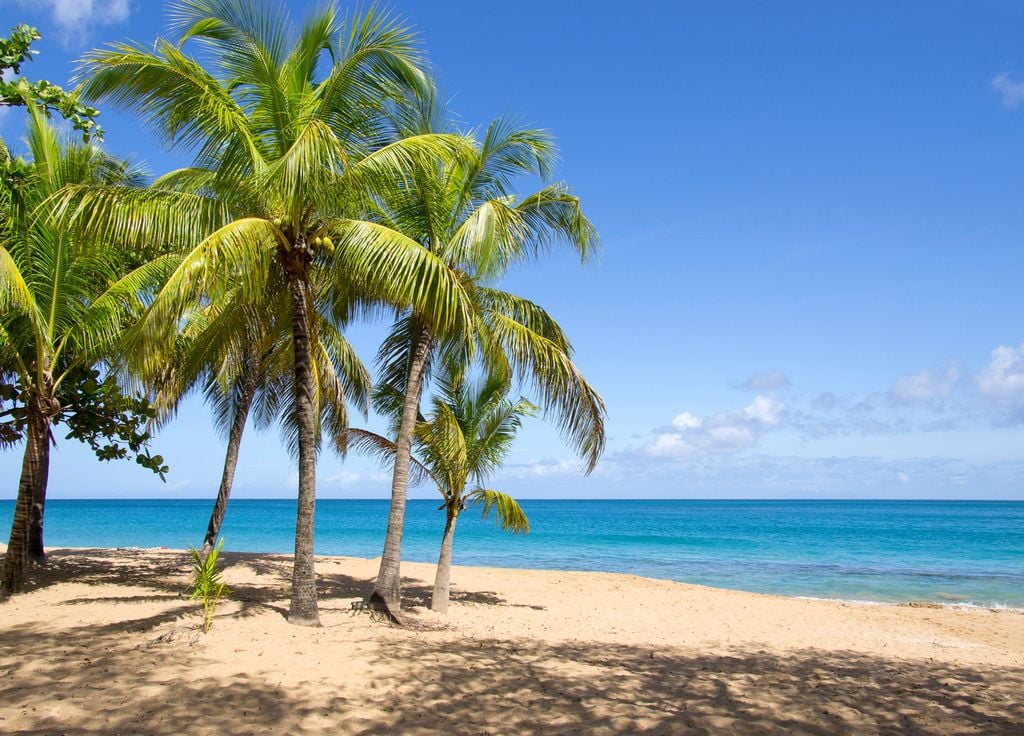 Plage cocotiers prétexte