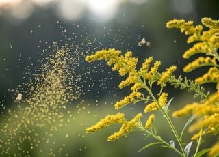 France : pourquoi devez-vous absolument éliminer l'ambroisie de vos jardins ?
