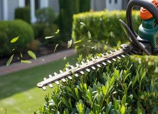 Pourquoi devez-vous absolument tailler vos haies avant le 15 mars ?