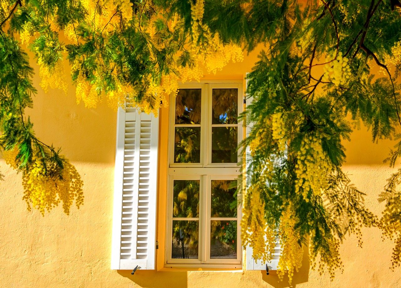 Pourquoi devez-vous vous méfier du mimosa dans vos jardins ?