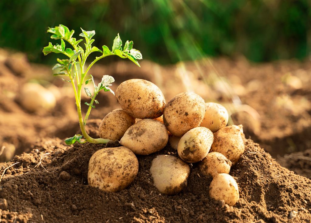 Les plants de pommes de terre sont gourmands en nutriments. Un couvert végétal après leur récolte permet de compenser au moins en partie les pertes associées à leur culture. Les plants de pommes de terre sont gourmands en nutriments. Un couvert végétal après leur récolte permet de compenser au moins en partie les pertes associées à leur culture.