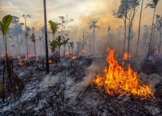 Pourquoi la destruction des forêts tropicales a atteint des records en 2024 ?