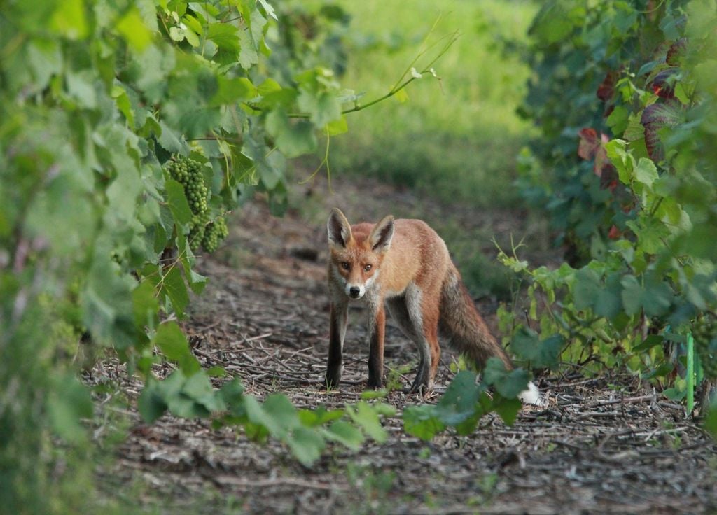 Le renard roux parmi les espèces visées par la chasse ouverte.
