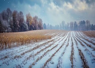 ¿Por qué es importante el frío para los cultivos en el campo y el jardín? Esta es la respuesta de la ciencia