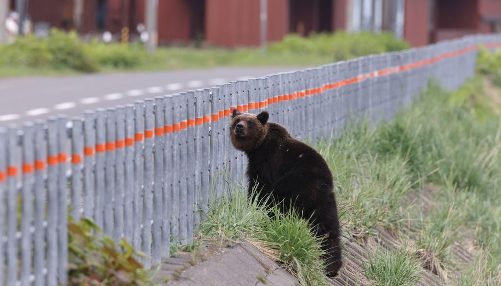 Ours Brun Asie Ville Japon Un ours brun d'Asie tente de traverser une ville au Japon.