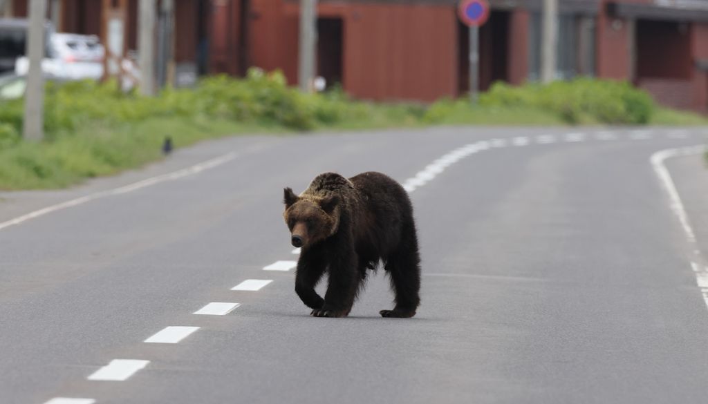 Ours Brun Japon Ville Un ours brun d'Asie se baladant dans les rues d'une ville japonaise.