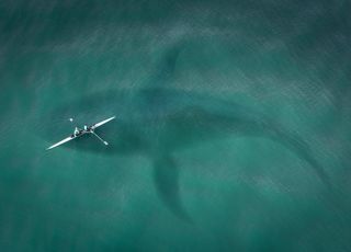 Pourquoi le Mégalodon, monstre des mers préhistorique, a-t-il disparu ? Et surtout, pourrait-il revenir ?