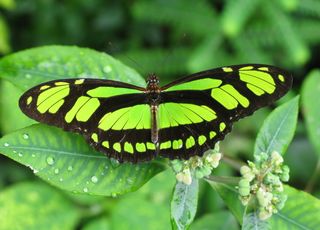 Pourquoi les ailes des papillons perdent de leurs couleurs ?