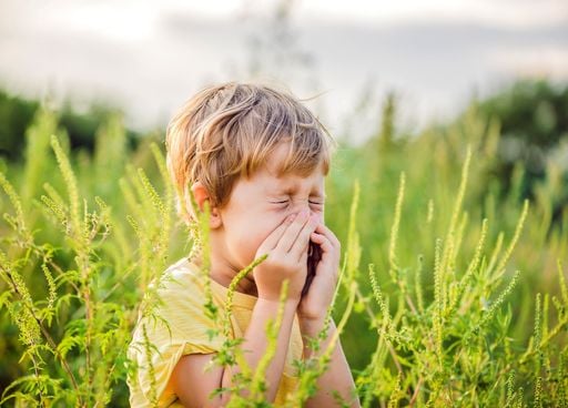 Pourquoi les allergies touchent-elles de plus en plus de personnes ?