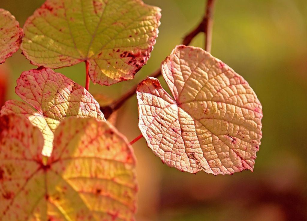 Les feuilles jaunissent prématurément quand la sécheresse empêche l'arbre de s'hydrater. Les feuilles jaunissent prématurément quand la sécheresse empêche l'arbre de s'hydrater.