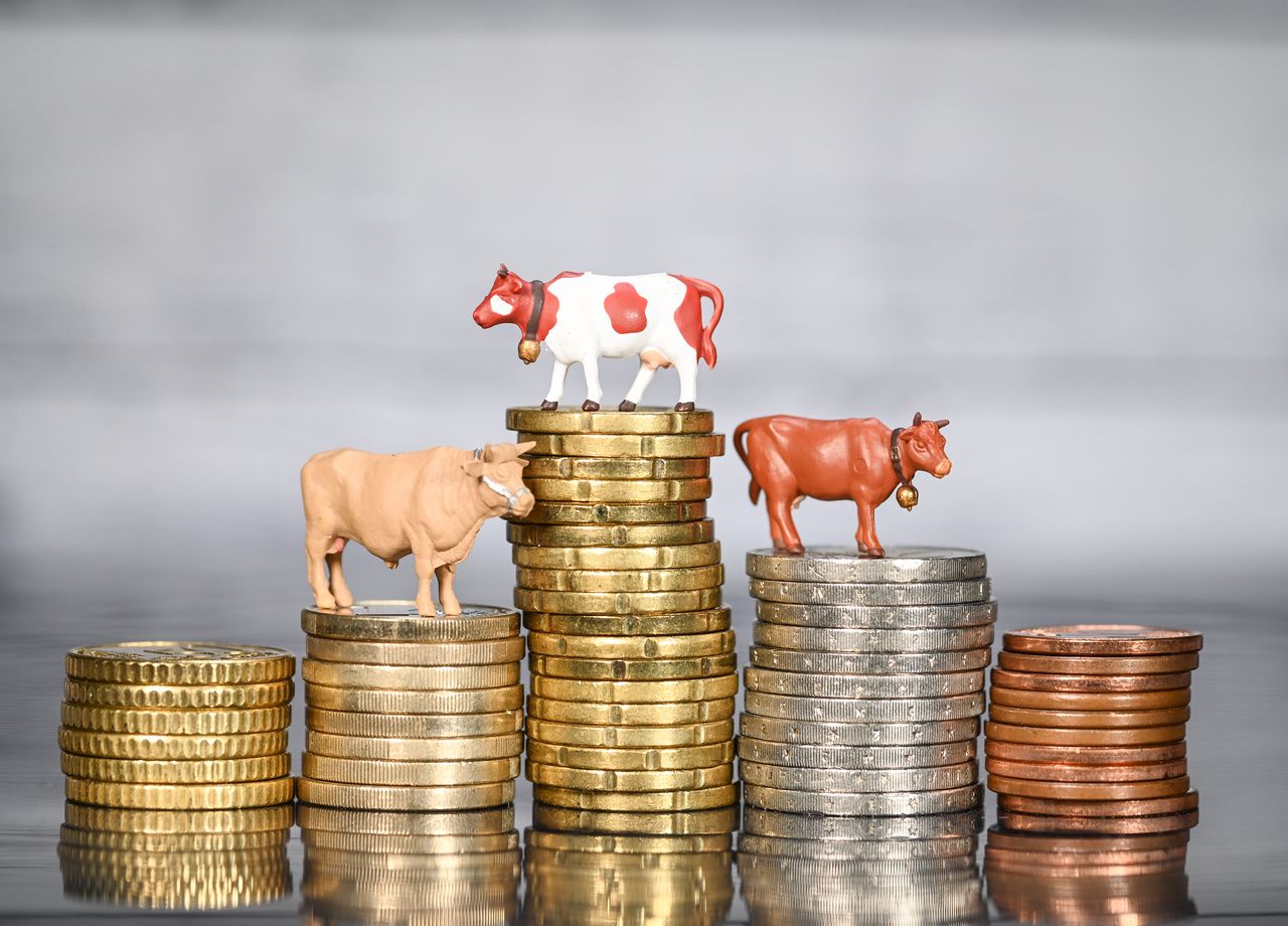 Les banques montrées du doigt ont financé à hauteur de 70 milliards d'euros chaque année de 2015 à 2022 les entreprises d'élevage industriel, avec à la clé une hausse évidente de la production de viande.