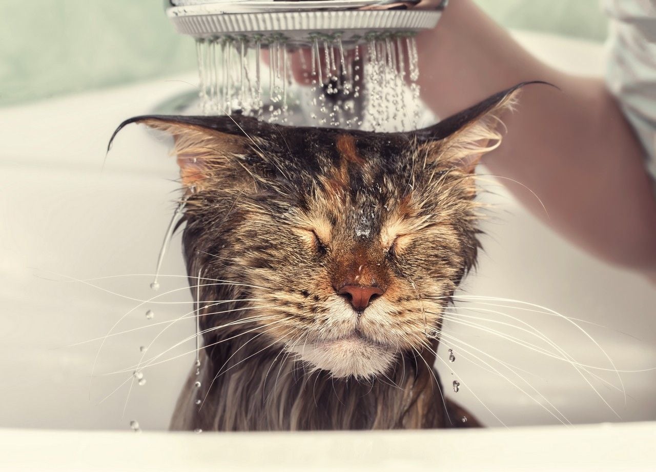 Es raro que los dueños de gatos puedan bañar a sus mascotas sin que el baño se convierta en un auténtico campo de batalla.