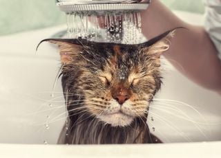 Pourquoi les chats d&eacute;testent-ils l'eau ? La r&eacute;ponse pourrait se cacher dans leur ADN
