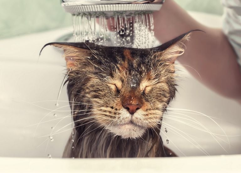 Pourquoi les chats d&eacute;testent-ils l'eau ? La r&eacute;ponse pourrait se cacher dans leur ADN