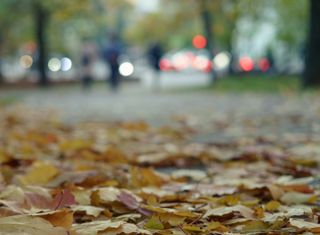 Pourquoi les feuilles des arbres tombent-elles déjà en plein été ?