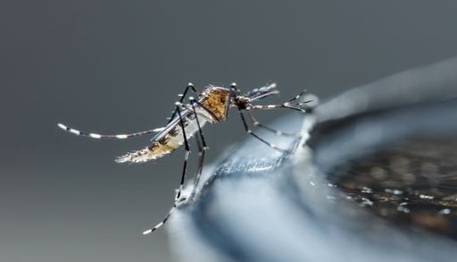 Pourquoi les moustiques sont-ils toujours aussi nombreux malgr&eacute; le manque de pluie ?