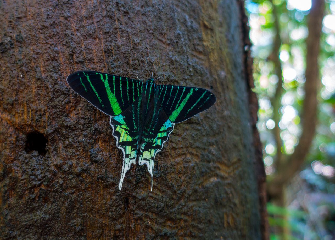 En Ecuador existen alrededor de 4,000 especies de mariposas (como ésta, fotografiada en la Reserva Cuyabeno), pocas de las cuales están adaptadas al calentamiento global.
