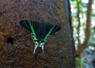 Pourquoi les papillons d'Équateur sont-ils de véritables thermomètres du réchauffement climatique ?