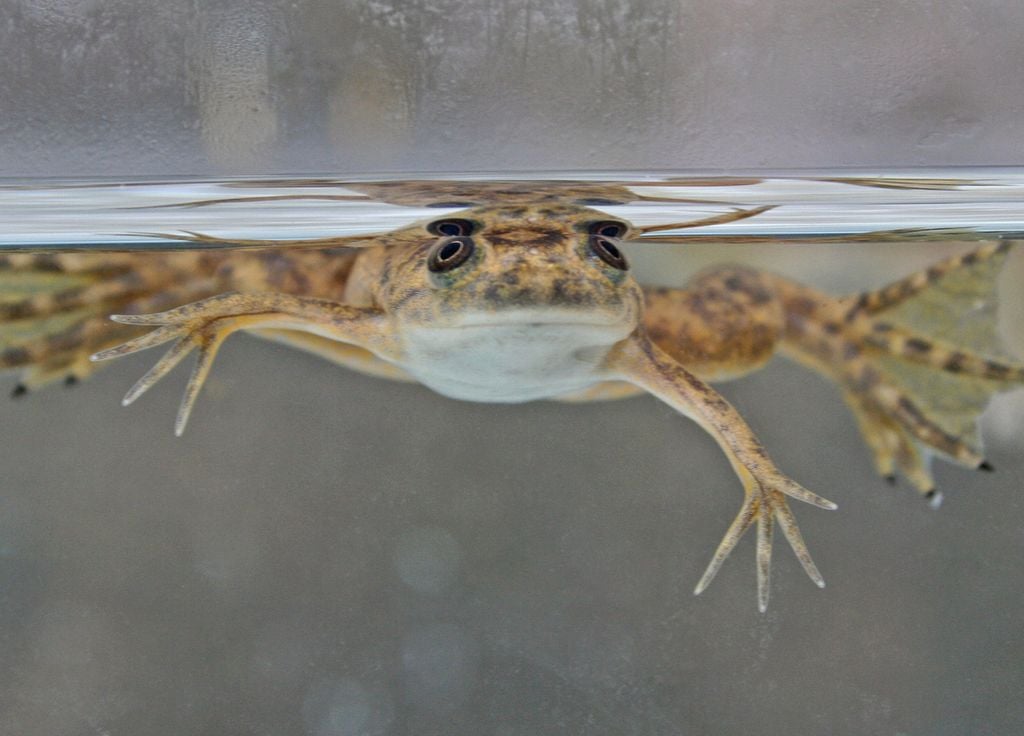 Amphibien Grenouille Xenope lisse