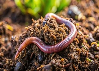 ¿Por qué son esenciales las lombrices de tierra y cómo podemos aumentar su número?