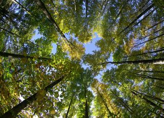 Pourquoi planter des arbres peut faire plus de mal que de bien à la planète ?