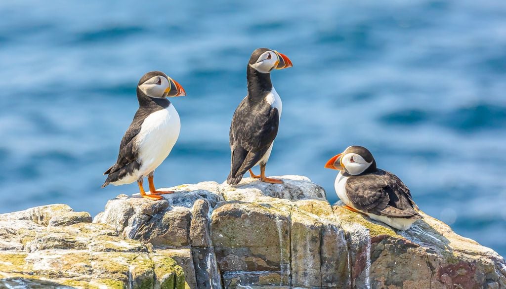 Ici, le puffin des Baléares, une espèce classée en danger critique d'extinction sur la liste rouge de l'UICN.