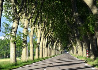 Pourquoi trouve-t-on autant de rangées d'arbres au bord des routes en France ?