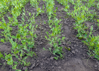 Pourquoi un couvert végétal est important dans votre potager ?