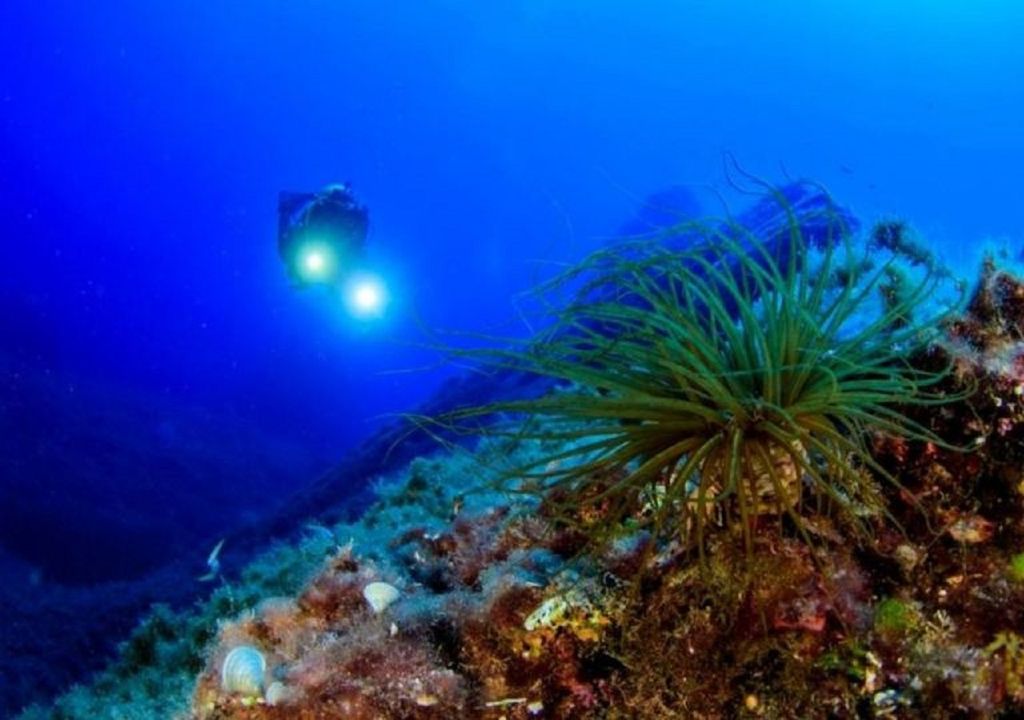 Plus de 80% de l'océan restent inexplorés et comme il est difficile de protéger ce que nous ne connaissons pas, seuls 7% des océans du monde sont désignés comme aires marines protégées (AMP).