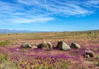 Precipitaciones sobre Atacama: ¿Podríamos tener un desierto florido?