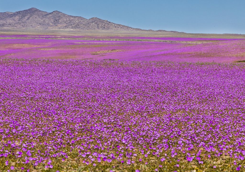 Desierto Florido Desierto Florido