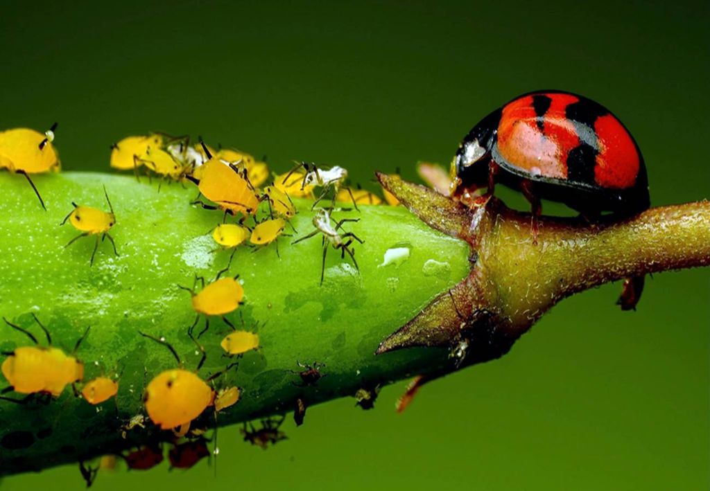 escarabajo alimentándose de pequeños insectos sobre el fruto de una planta