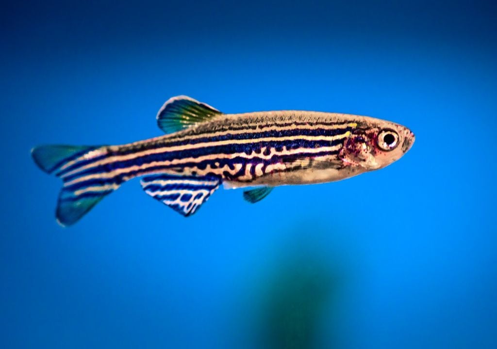 Scientists have explored how zebrafish process fear and memory, uncovering key brain regions that help them learn to recognise threats.