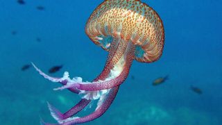 Predicción de llegadas masivas de medusas a Baleares y Cataluña