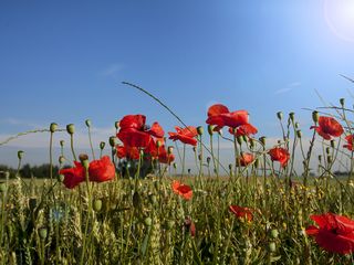 Primavera según la AEMET: “no revertirá la sequedad que deja el invierno”