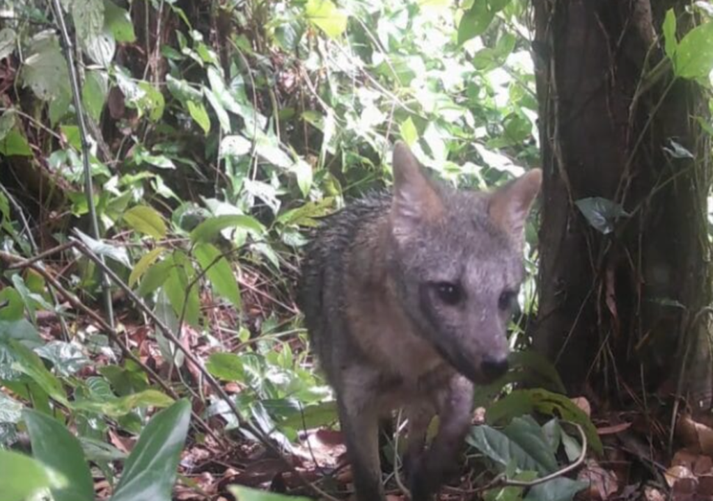 Com câmeras automáticas, projeto ambiental revela rotina de animais silvestres. Com câmeras automáticas, projeto ambiental revela rotina de animais silvestres.