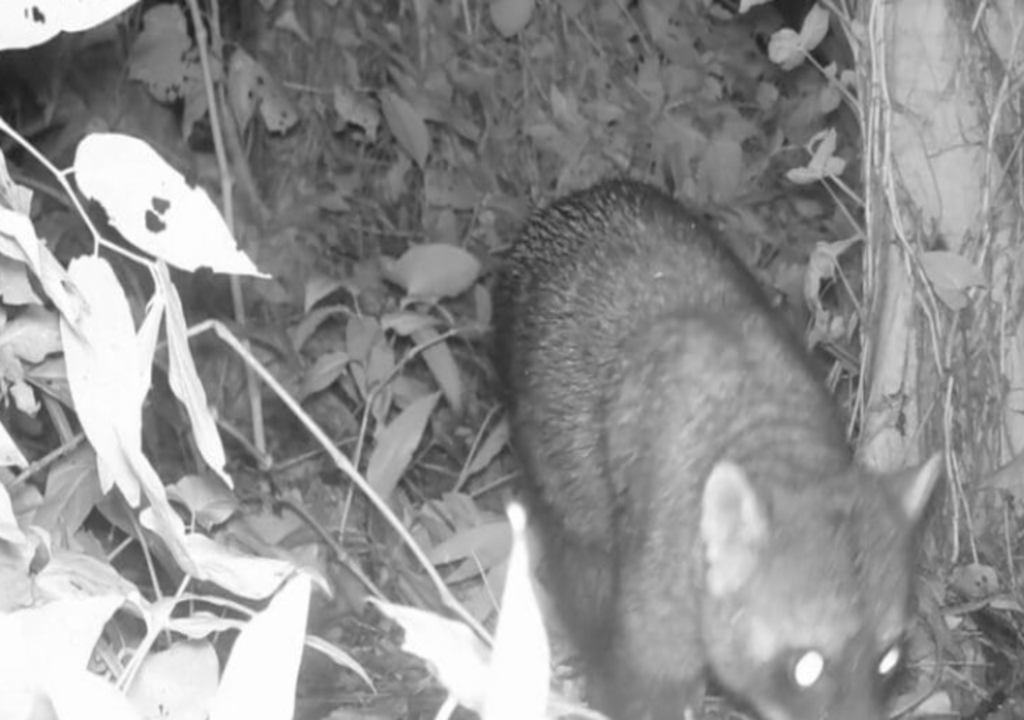 Registros inéditos mostram a vida selvagem em meio à cidade de Blumenau. Registros inéditos mostram a vida selvagem em meio à cidade de Blumenau.