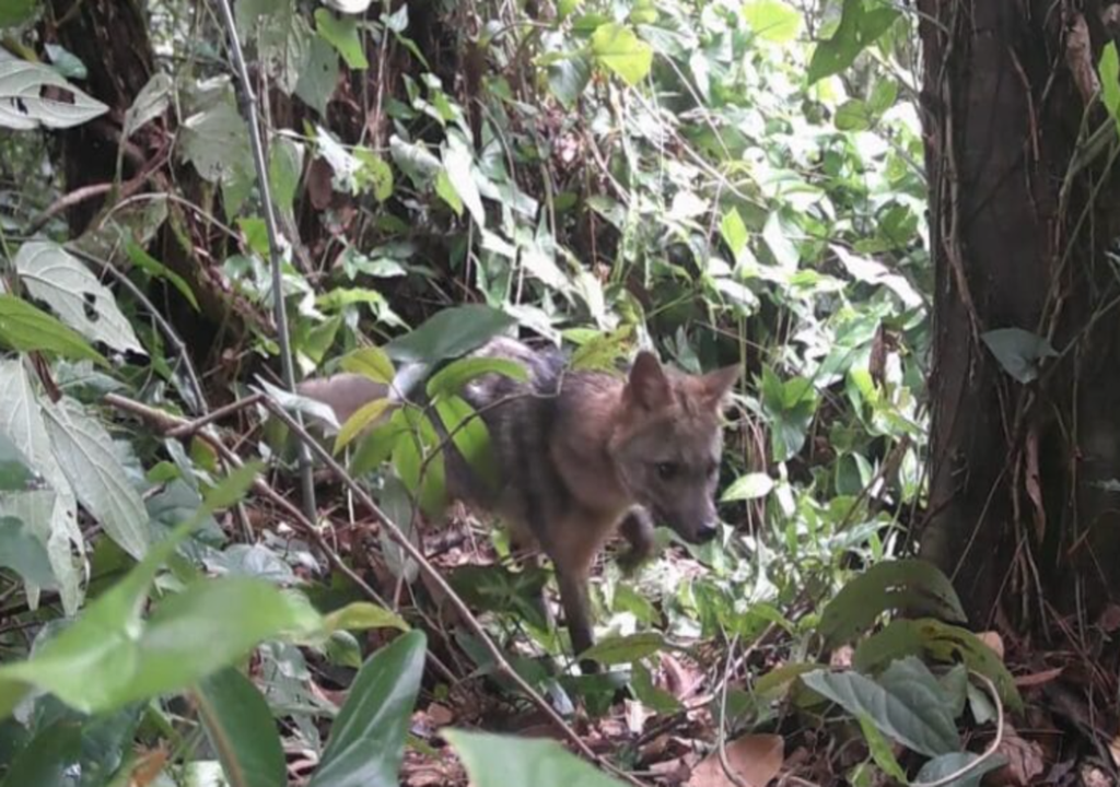 Cutias, capivaras e aves foram fotografadas em matas urbanas. Cutias, capivaras e aves foram fotografadas em matas urbanas.