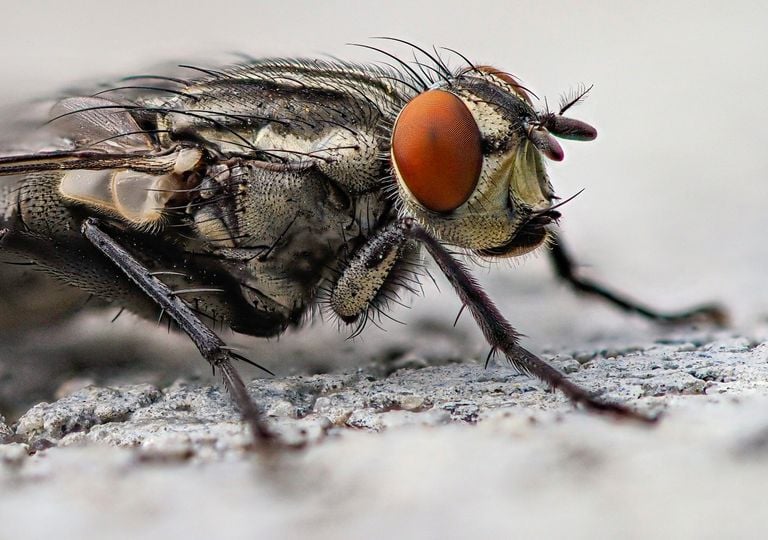 Mais pourquoi les mouches nous tournent-elles toujours autour ?