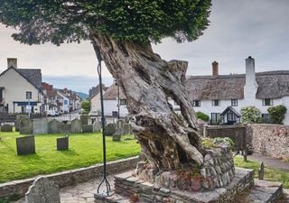 Prehistoric perennials: The 'dinosaur plants' in our UK gardens and public spaces