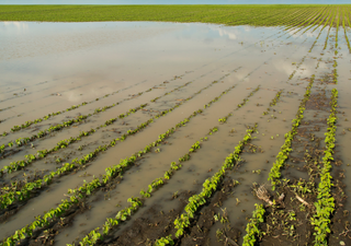 Prejuízo bilionário no agronegócio: com forte El Niño e chuvas em excesso, danos aumentam no Sul do Brasil