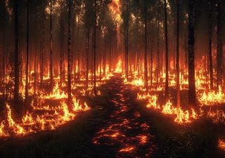 Prejuízos dos incêndios até 10 mil euros vão ser pagos sem necessidade de “papéis”, garante o Governo