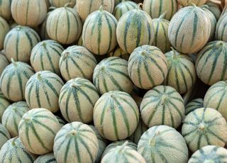 Premiers melons sur les étals des marchés : nos conseils pour bien les choisir et même les cultiver chez vous ! 