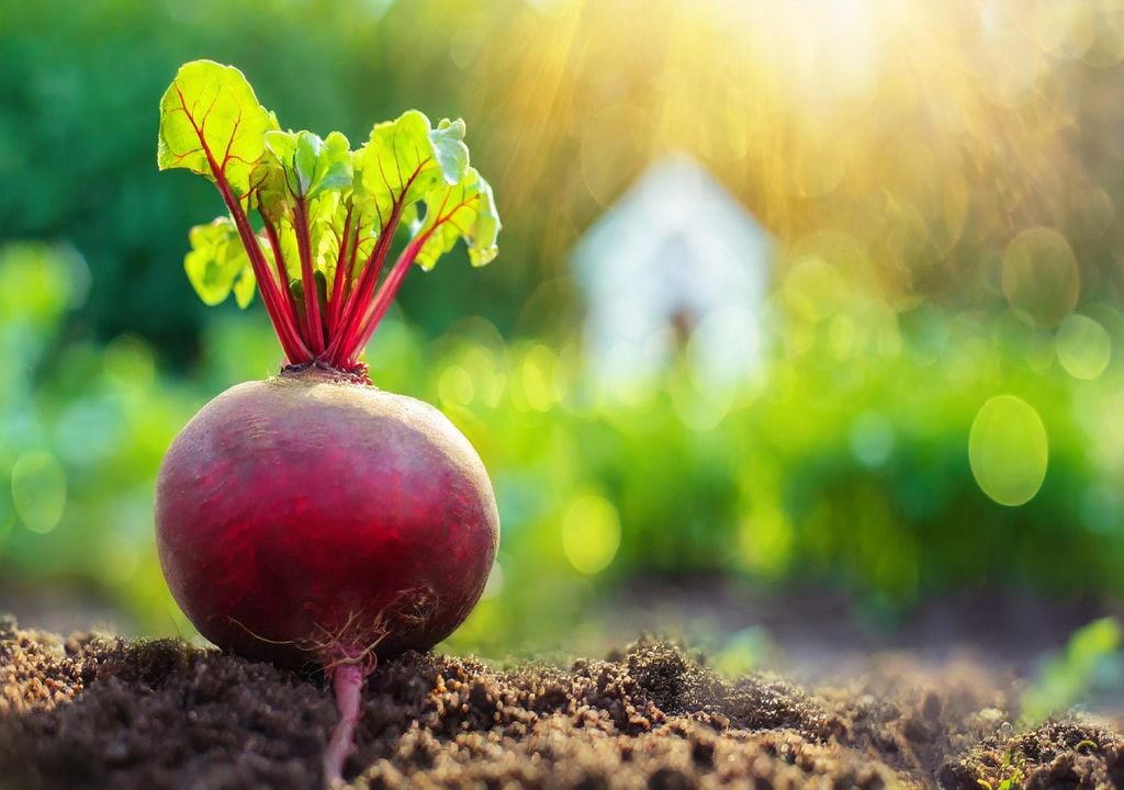 agricultura biológica