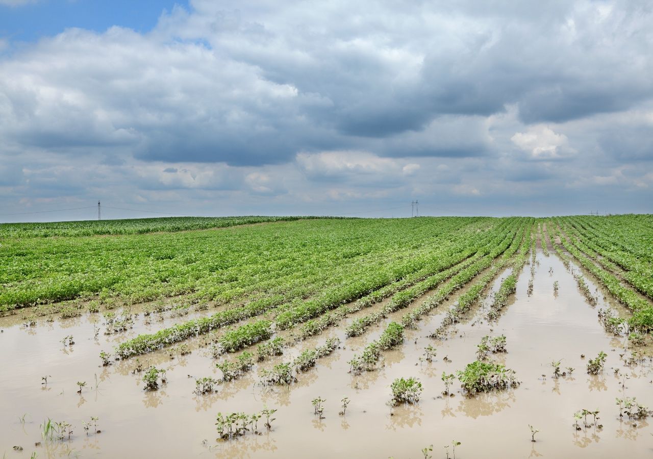 Preocupación en el agro: el exceso de lluvias ralentizó la cosecha y ...